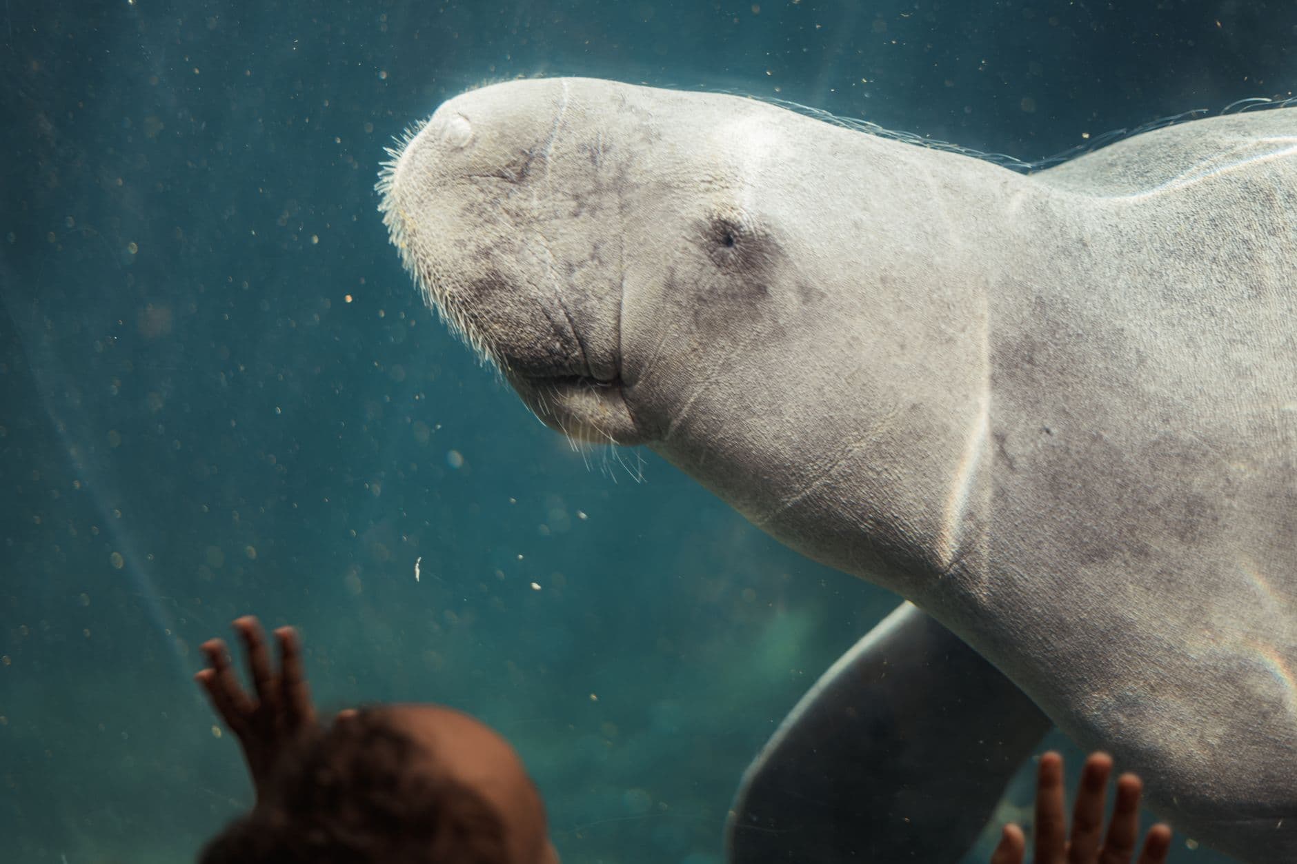 St Petersburg Oceanarium with kids: tickets, feeding times and when to go