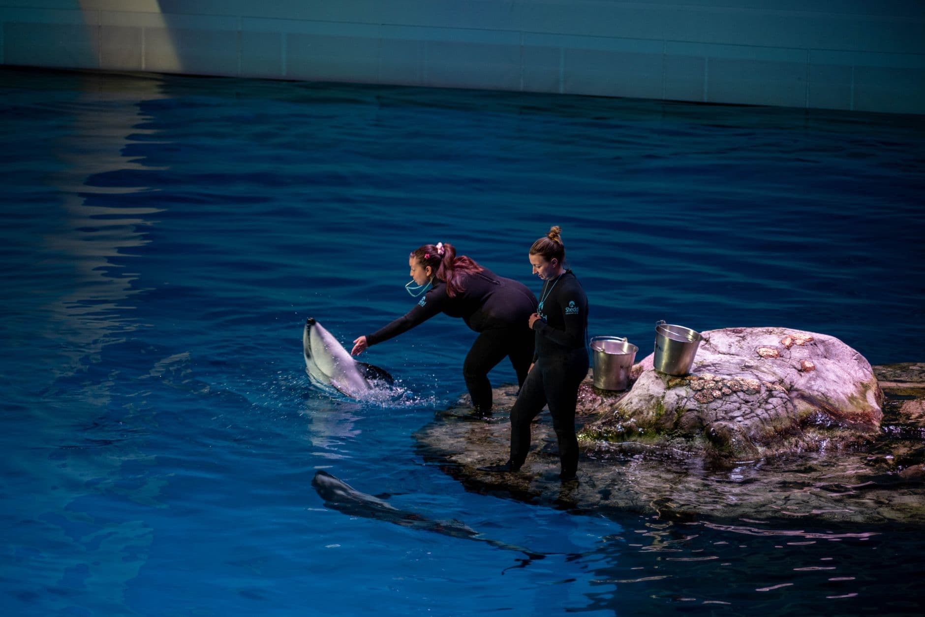St Petersburg Oceanarium (Planeta Neptun): 2026 visiting guide, tickets, shows and how to get there