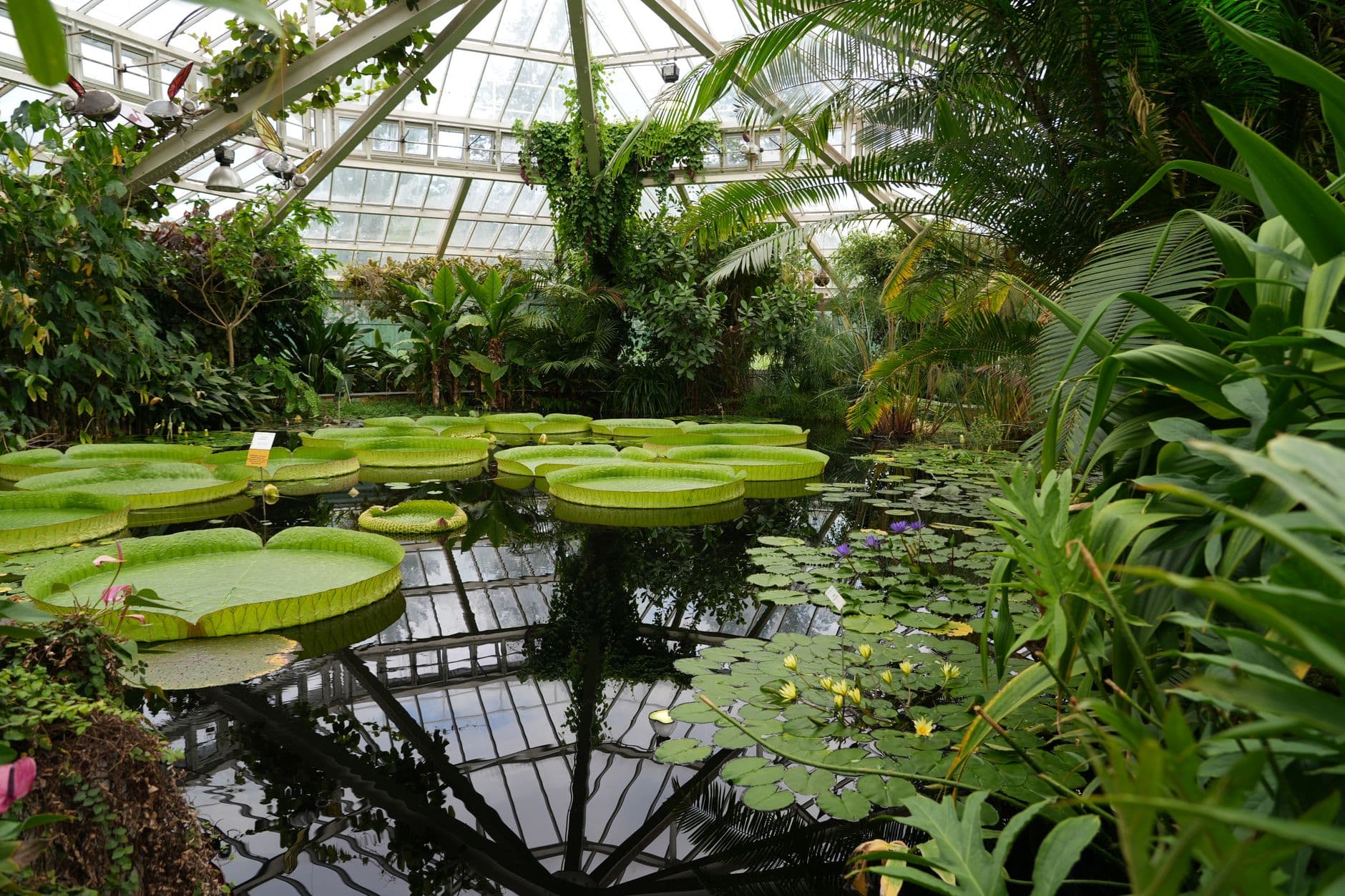 Peter the Great Botanical Garden Saint Petersburg 2026: Greenhouses, Tickets and Visiting Guide