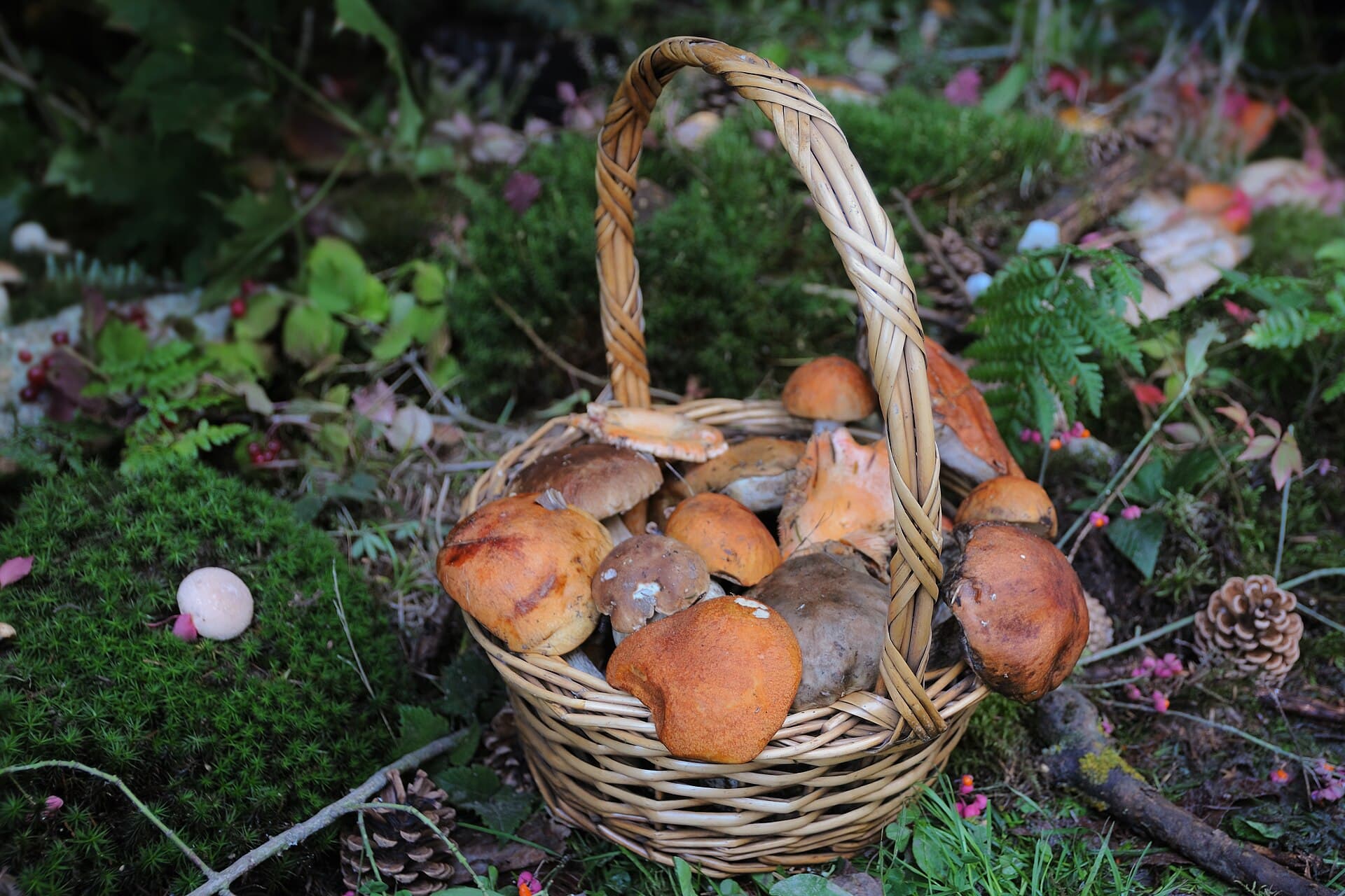 Mushroom Picking from St Petersburg: Which Trains, What Grows in October, and Where Picking Is Banned