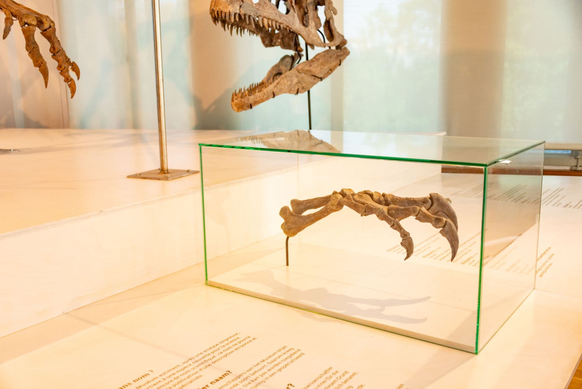 Zoological Museum St Petersburg: Mammoths, Tickets & Visiting Guide