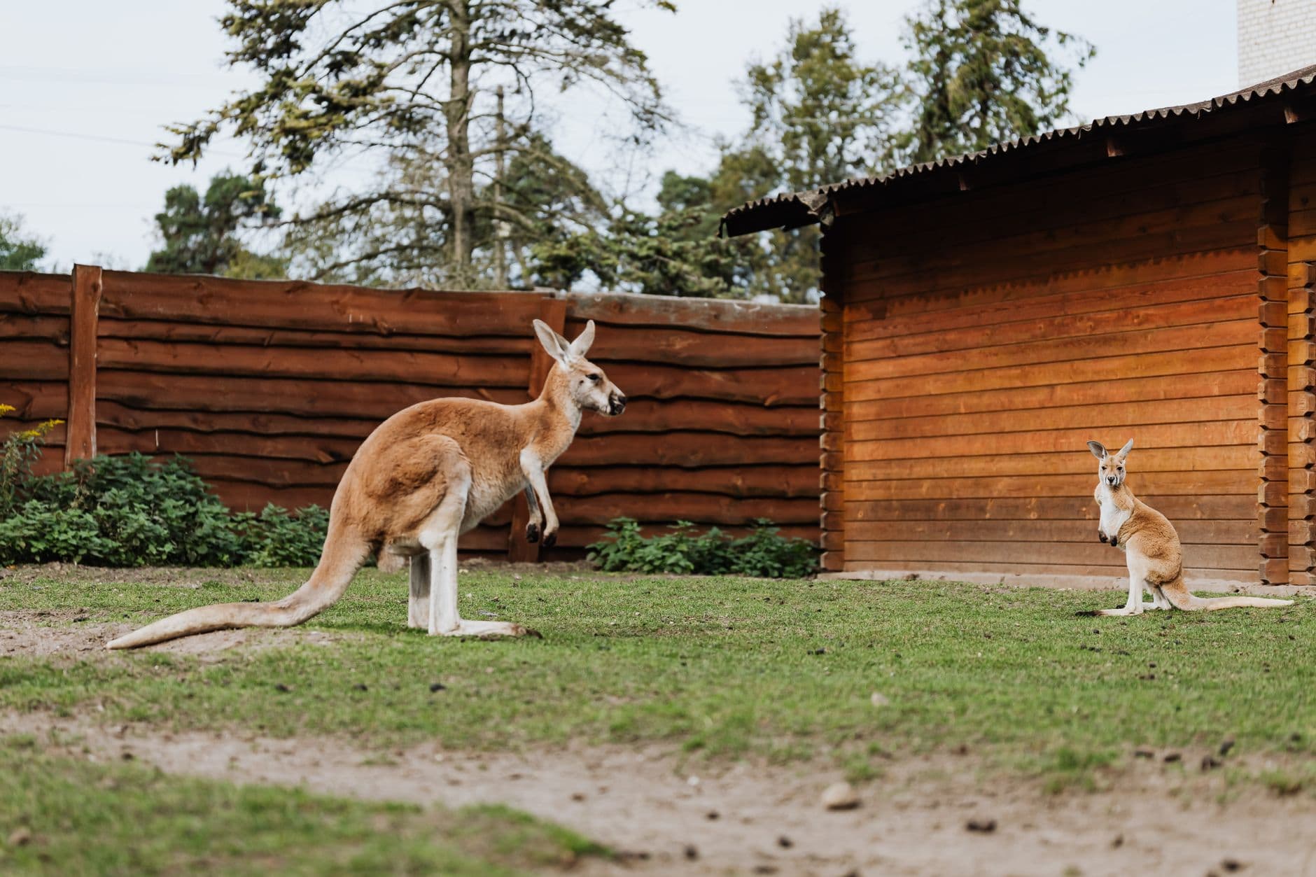Leningrad Zoo in Saint Petersburg: Tickets, Animals and Visiting with Kids