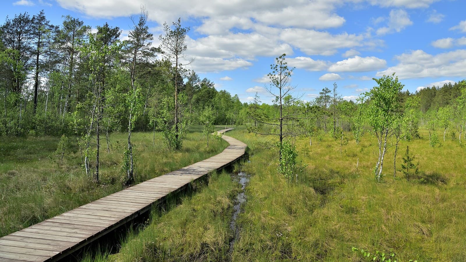 Three eco-trails by suburban train from St Petersburg: stations, length, season
