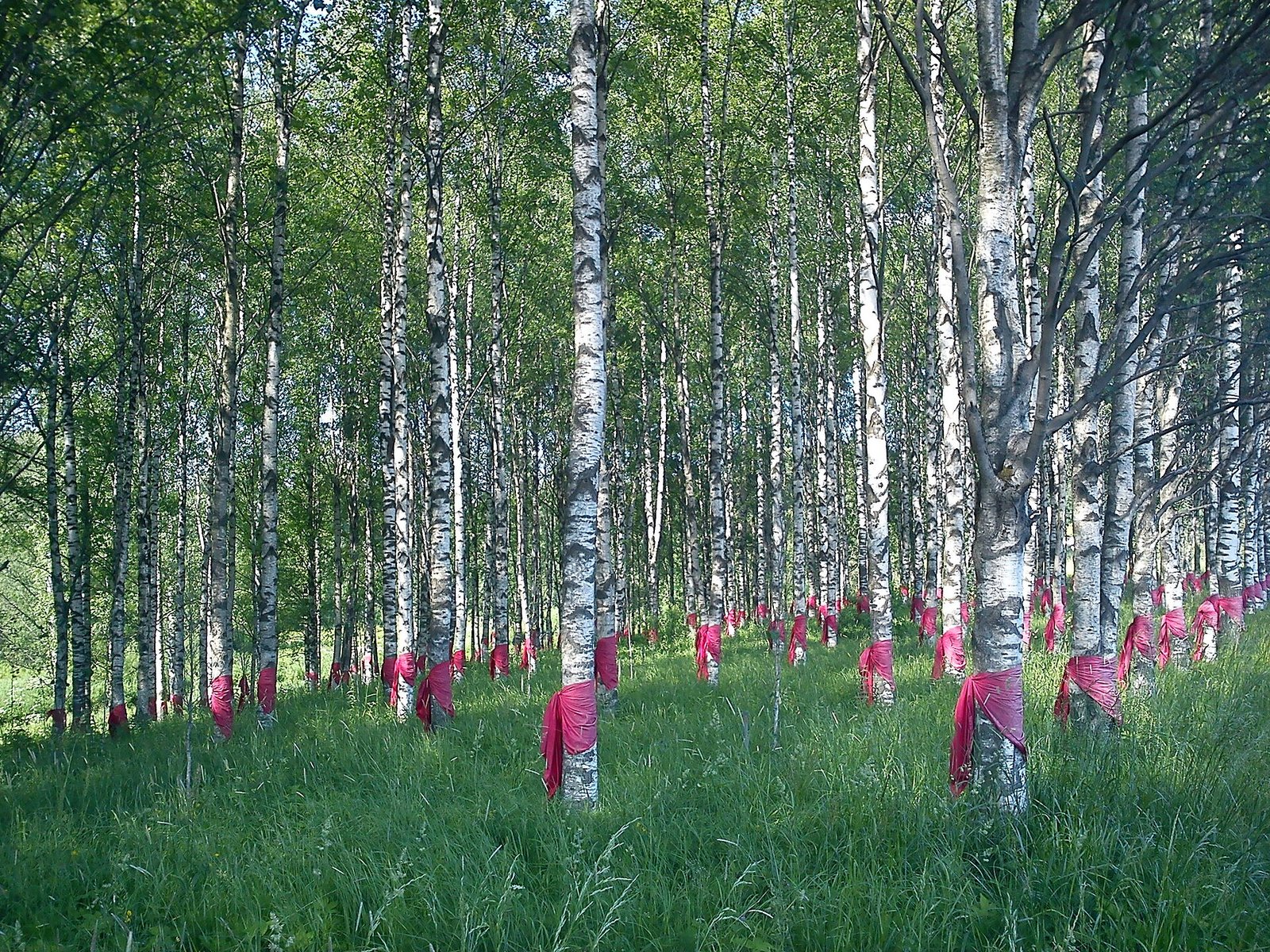 The birch grove at the Flower of Life memorial with red ribbons on the trunks