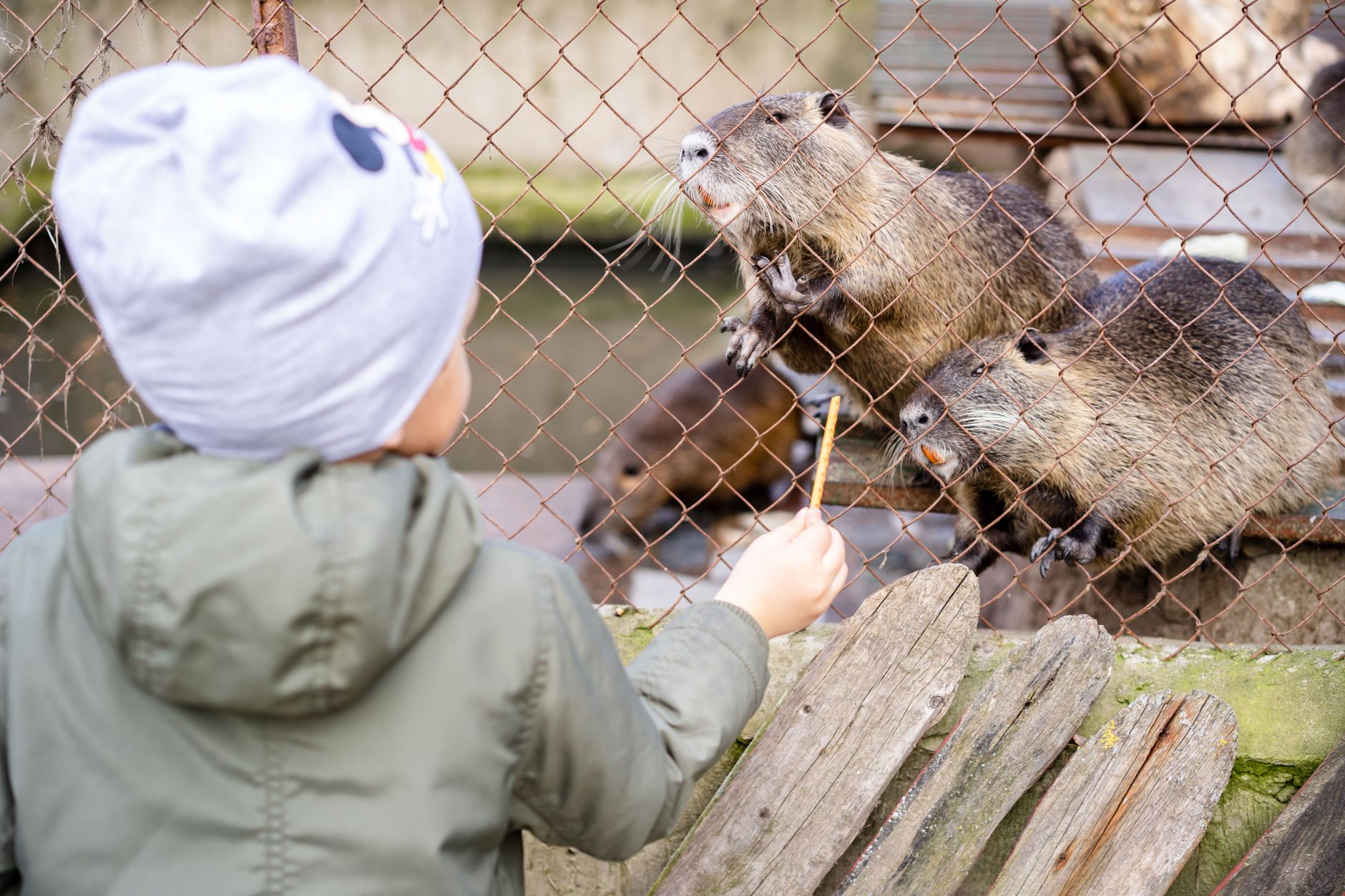 Comparing Zoo Visit Options and Planning Your Day