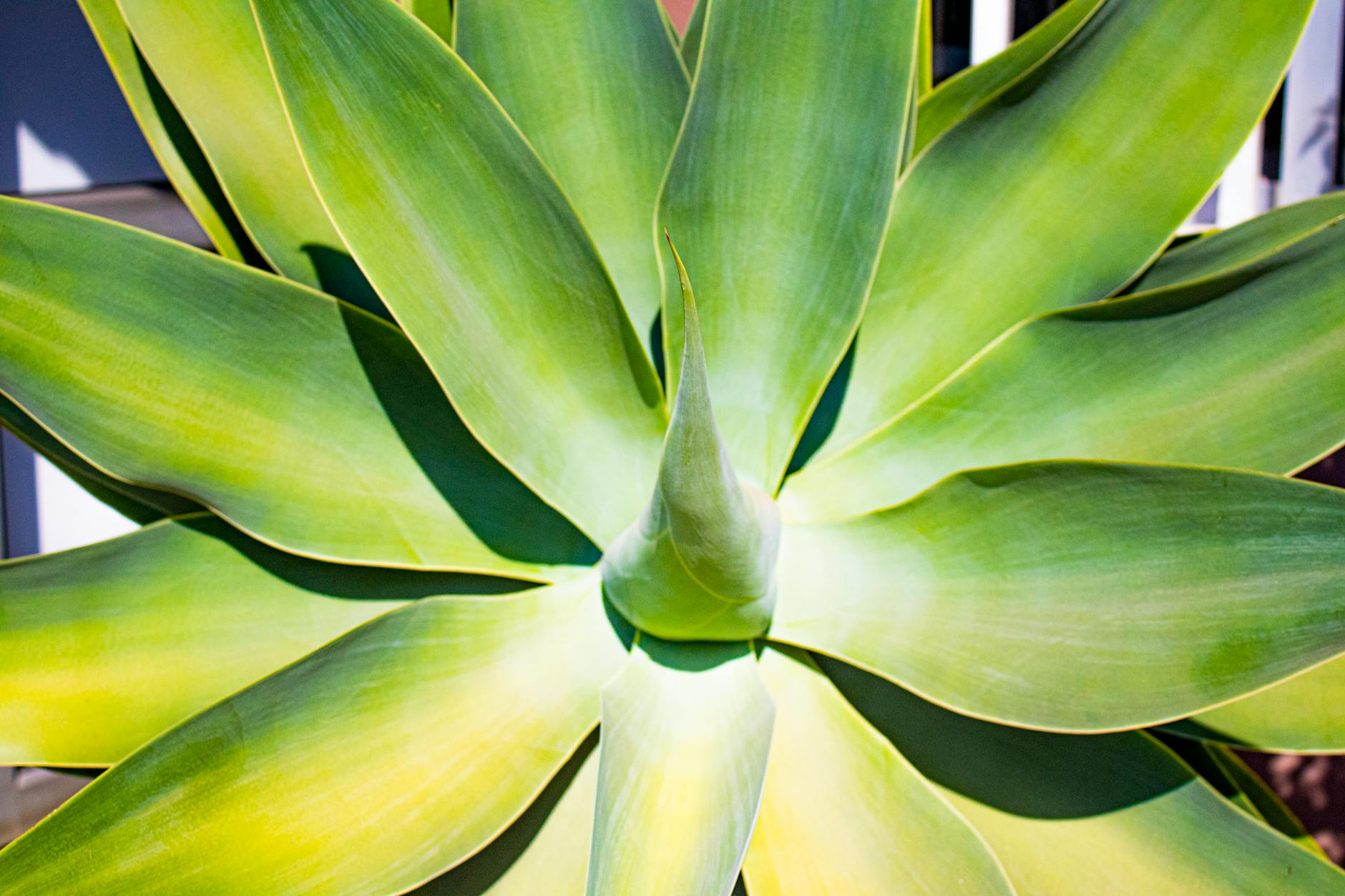 Choose drought-tolerant Mediterranean plants for small spaces