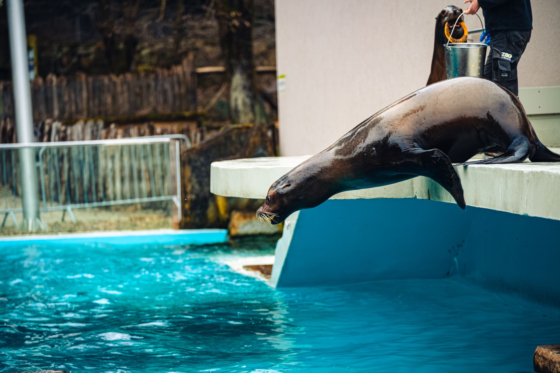 What shows and feeding demonstrations should visitors prioritize?