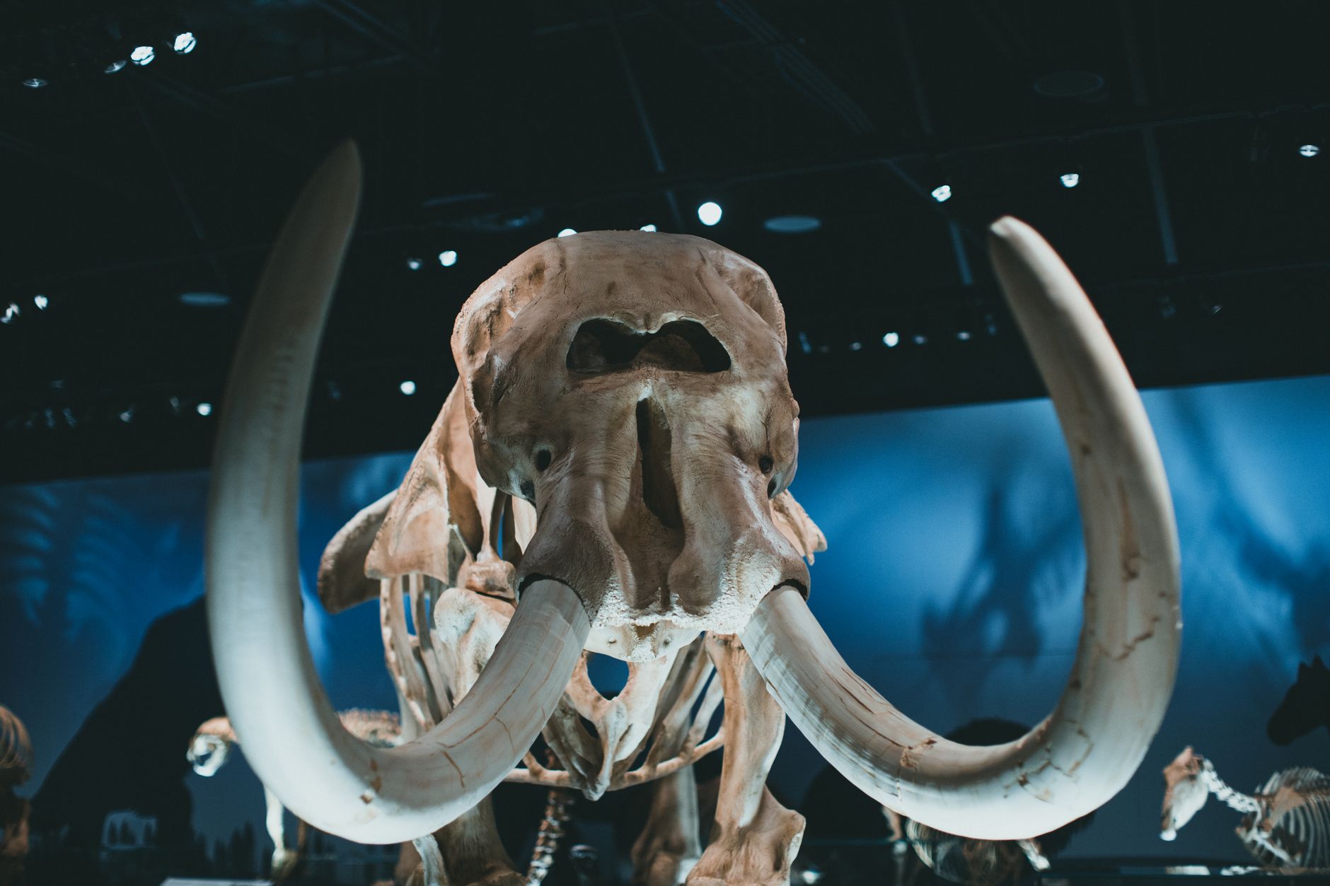 What can you see: the mammoths, the blue whale and more?