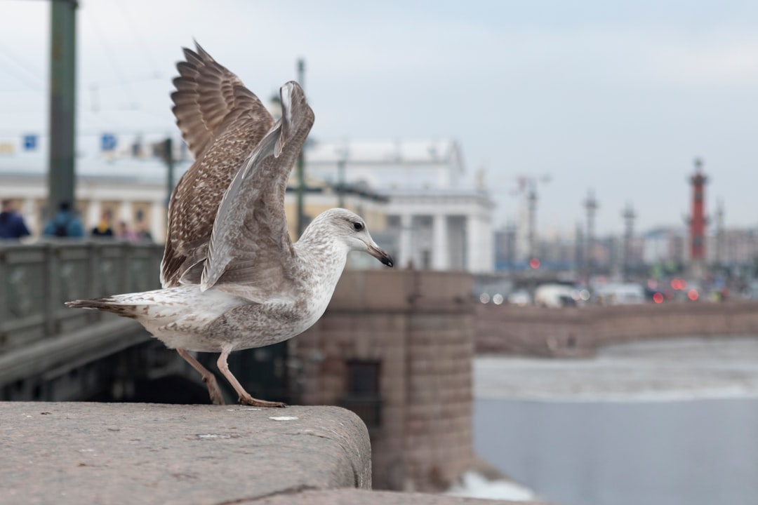 Palace Bridge: The City's Most Photographed Landmark