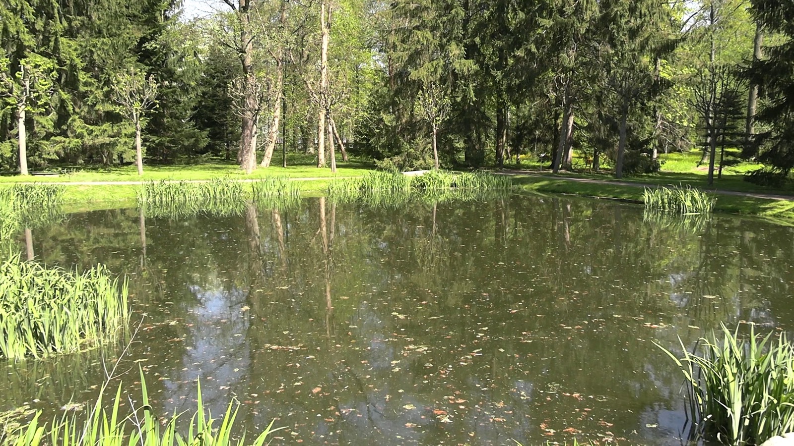 Пруд в Нижнем парке Петергофа