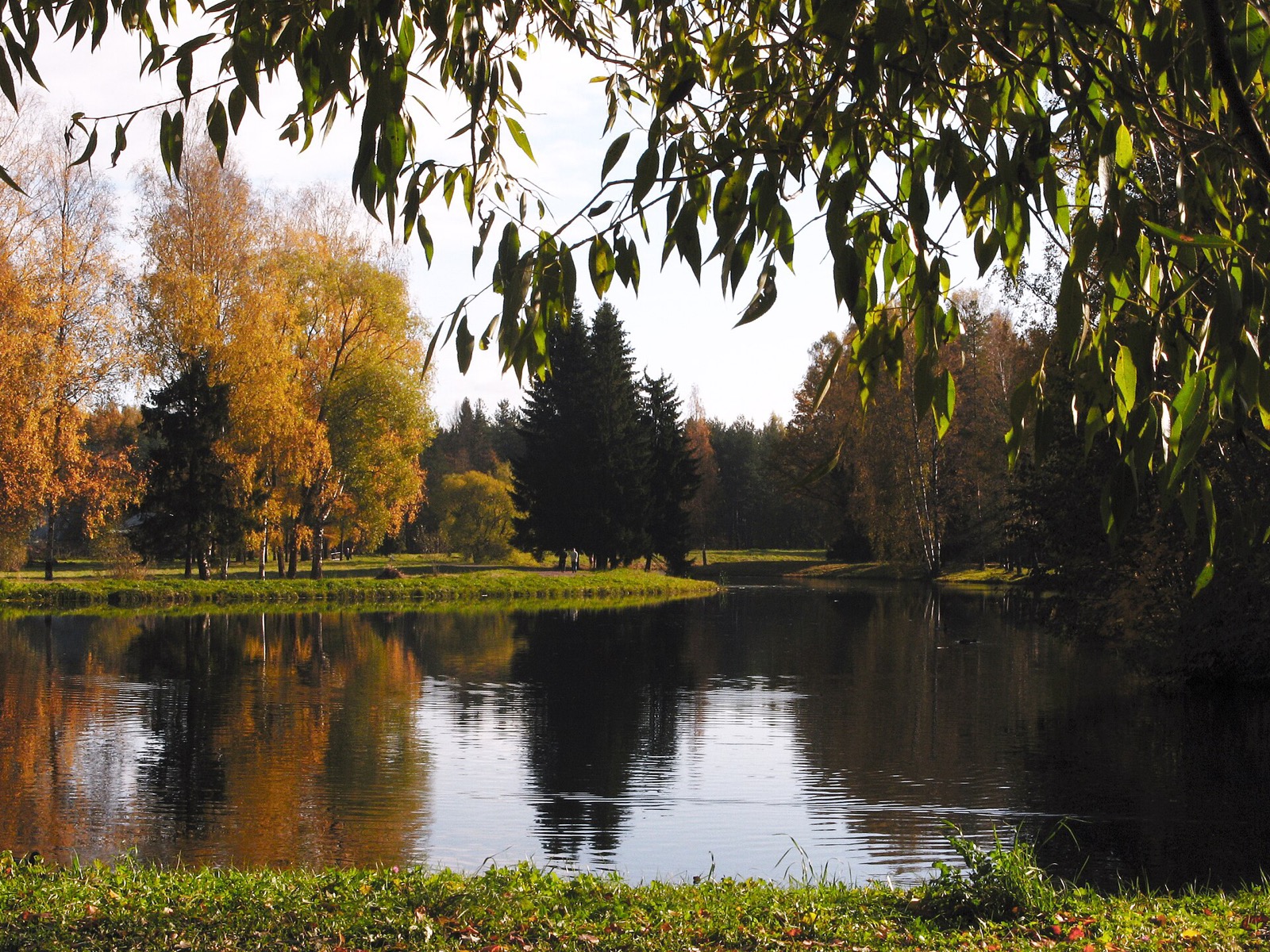 Autumn pond in Pavlovsk Park